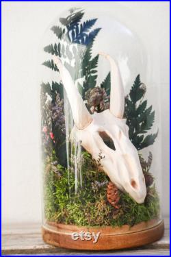 Grande cloche en verre avec crane de dragonneau pour cabinet de curiosités décoration fantastique witch sorcière