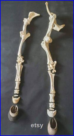 Grande jambe de cheval jambe arrière taxidermie éducation science étude cheval squelette exposition décoration intérieure gothique ornement de guérison chamanique. Os de cheval