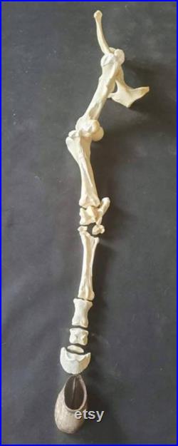 Grande jambe de cheval jambe arrière taxidermie éducation science étude cheval squelette exposition décoration intérieure gothique ornement de guérison chamanique. Os de cheval