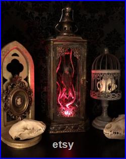 Grande lanterne de chauve-souris de taxidermie d'or avec DES LUMIÈRES décor gothique à la maison Curiosités Bizarres Décor gothique Real Bat