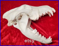 Grande réplique de crâne de loup gris