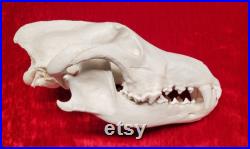 Grande réplique de crâne de loup gris
