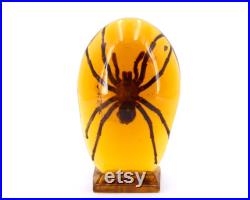 Grande résine avec inclusion d'une tarentule, années 70 araignée, Pierre Giraudon, sculpture, cabinet de curiosités, insecte