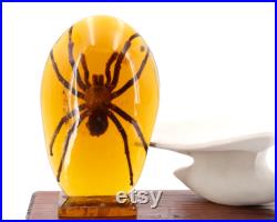 Grande résine avec inclusion d'une tarentule, années 70 araignée, Pierre Giraudon, sculpture, cabinet de curiosités, insecte