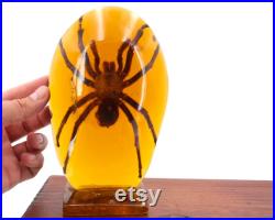 Grande résine avec inclusion d'une tarentule, années 70 araignée, Pierre Giraudon, sculpture, cabinet de curiosités, insecte