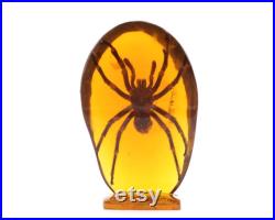 Grande résine avec inclusion d'une tarentule, années 70 araignée, Pierre Giraudon, sculpture, cabinet de curiosités, insecte