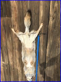 Grande soft tanned BEAUTIFUL Pale Color COYOTE FUR Skin Hide Log Cabin Hunting Taxidermy B 1414 ( Canis latrans )