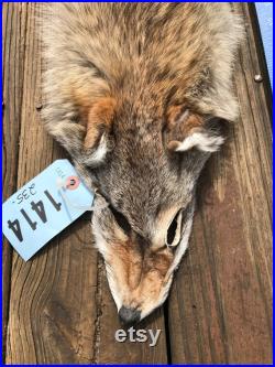 Grande soft tanned BEAUTIFUL Pale Color COYOTE FUR Skin Hide Log Cabin Hunting Taxidermy B 1414 ( Canis latrans )
