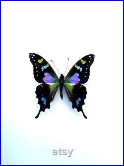 Graphium Weiskei papillon naturalisé Papillon vert et violet d'exception Spécimen entomologique pour cabinet de curiosités, collection