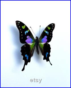 Graphium Weiskei papillon naturalisé Papillon vert et violet d'exception Spécimen entomologique pour cabinet de curiosités, collection