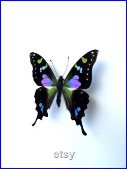 Graphium Weiskei papillon naturalisé Papillon vert et violet d'exception Spécimen entomologique pour cabinet de curiosités, collection