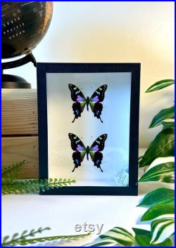 Graphium Weiskei papillon naturalisé Papillon vert et violet d'exception Spécimen entomologique pour cabinet de curiosités, collection