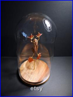 Grenouille Volante Racophorus Pardalis sous cloche en verre et socle en bois-Cabinet Curiosite- Flying frog Entomologie- Papillon