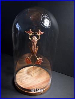 Grenouille Volante Racophorus Pardalis sous cloche en verre et socle en bois-Cabinet Curiosite- Flying frog Entomologie- Papillon