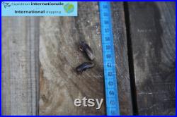 Griffe de castor Beaver claw Griffe de castor Beaver claw