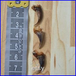 Griffe de renard de forêt Wild fox claw Griffe de renard de forêt Wild fox claw