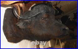 Gros TROPHÉE TAXIDERMIE BUFFLE chasse INSOLITE CURIOSITÉ DECO