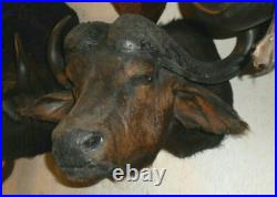 Gros TROPHÉE TAXIDERMIE BUFFLE chasse INSOLITE CURIOSITÉ DECO