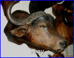 Gros TROPHÉE TAXIDERMIE BUFFLE chasse INSOLITE CURIOSITÉ DECO