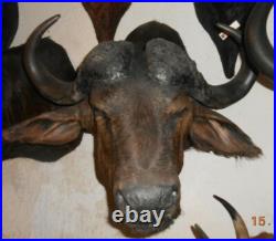 Gros TROPHÉE TAXIDERMIE BUFFLE chasse INSOLITE CURIOSITÉ DECO