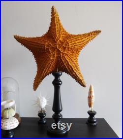 Grosse étoile de mer sur socle bois style 19ème