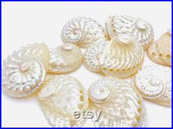 Haliotis Ovina, coquillage nacré, nacre naturelle, abalone, ormeau nacré, décoration coquillage, création bijoux, coquillage blanc et nacré