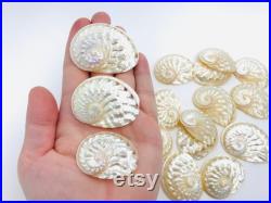 Haliotis Ovina, coquillage nacré, nacre naturelle, abalone, ormeau nacré, décoration coquillage, création bijoux, coquillage blanc et nacré