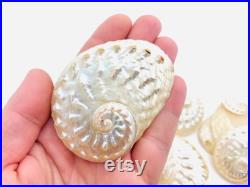 Haliotis Ovina, coquillage nacré, nacre naturelle, abalone, ormeau nacré, décoration coquillage, création bijoux, coquillage blanc et nacré