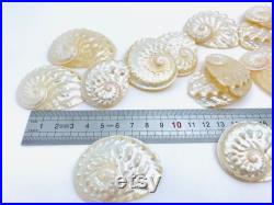 Haliotis Ovina, coquillage nacré, nacre naturelle, abalone, ormeau nacré, décoration coquillage, création bijoux, coquillage blanc et nacré