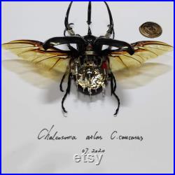 Handmade Steampunk Clockwork MechBeetle Real Chalcosoma atlas Rhino Beetle Framed Insect Taxidermy Art Cyberpunk