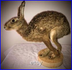 Hare taxidermy galloping fullmount Oddities lièvre