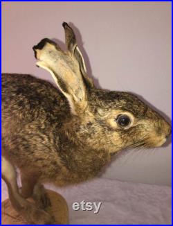 Hare taxidermy galloping fullmount Oddities lièvre