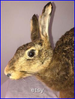 Hare taxidermy galloping fullmount Oddities lièvre