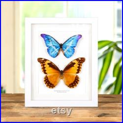 Helena Morpho Butterfly Frame, Taxidermy Butterfly, Butterfly in Frame (Morpho rhetenor helena)