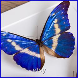Helena Morpho Butterfly Frame, Taxidermy Butterfly, Butterfly in Frame (Morpho rhetenor helena)