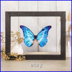 Helena Morpho Butterfly dans cadre en verre transparent (Morpho rhetenor helena)