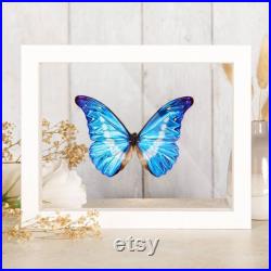 Helena Morpho Butterfly dans cadre en verre transparent (Morpho rhetenor helena)