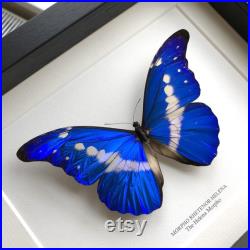 Helena Morpho Butterfly in Box Frame (Morpho rhetenor helena)