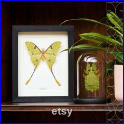 Helena Morpho Butterfly in Box Frame (Morpho rhetenor helena)