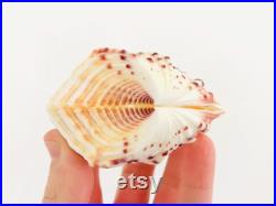Hippopus hippopus, coquillage, bénitier, sabot de cheval, cabinet de curiosité, coquillage de collection, tridacna, coquillage rare, bivalve