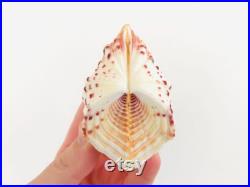 Hippopus hippopus, coquillage, bénitier, sabot de cheval, cabinet de curiosité, coquillage de collection, tridacna, coquillage rare, bivalve