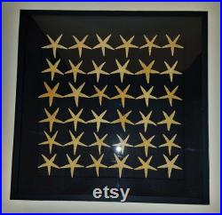 Histoire naturelle cadre avec étoiles de mer archaster typicus 50 X 50 cm