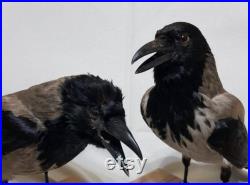 Hooded crow taxidermy Taxidermy Bird Mount Mounted, Stuffed Birds For Sale Real, Décor, Vies