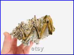 Hyotissa hyotis, lopha, grand coquillage, cabinet de curiosité, huître géante, mollusque, bivalve, gros coquillage collection, taxidermie