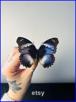 Hypolimnas Salmacis Papillon bleu et blanc naturalisé Spécimen africain rare pour cabinet de curiosités et collection entomologique