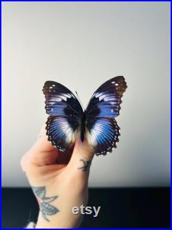 Hypolimnas Salmacis Papillon bleu et blanc naturalisé Spécimen africain rare pour cabinet de curiosités et collection entomologique