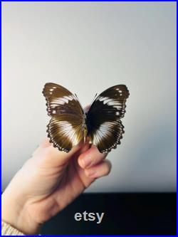 Hypolimnas Salmacis Papillon bleu et blanc naturalisé Spécimen africain rare pour cabinet de curiosités et collection entomologique