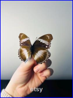 Hypolimnas Salmacis Papillon bleu et blanc naturalisé Spécimen africain rare pour cabinet de curiosités et collection entomologique