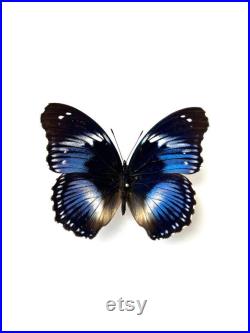 Hypolimnas Salmacis Papillon bleu et blanc naturalisé Spécimen africain rare pour cabinet de curiosités et collection entomologique