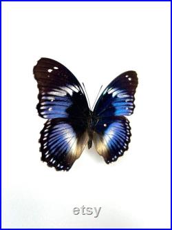 Hypolimnas Salmacis Papillon bleu et blanc naturalisé Spécimen africain rare pour cabinet de curiosités et collection entomologique